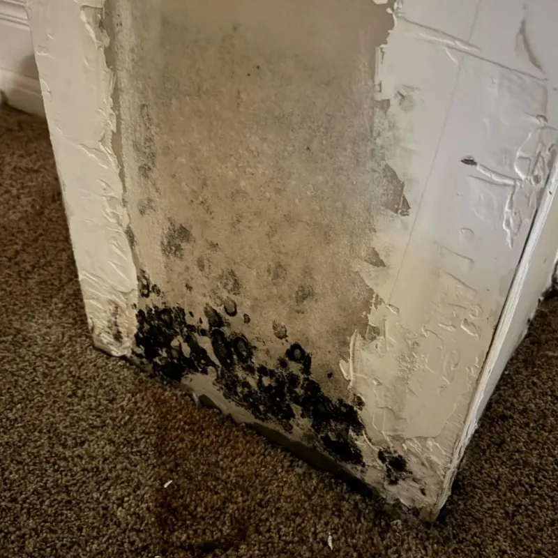 Professional Mold Removal in Ashley, PA